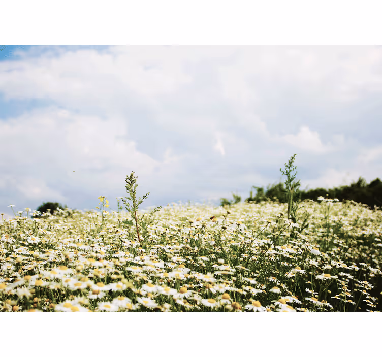 Peaceful meadow of daisies nature wall mural - TenStickers