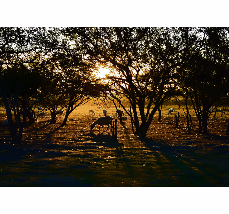 Nature wall mural golden sunset grazing - TenStickers