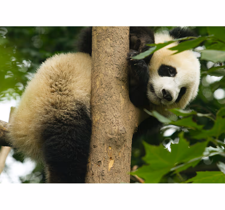 Panda hanging from a tree wall mural - TenStickers