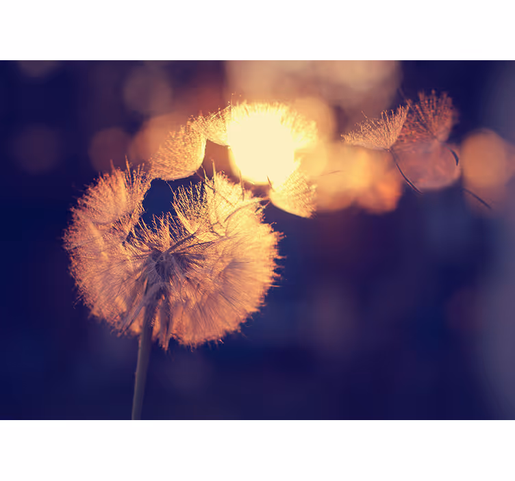 Dandelion design  dandelion wall mural - TenStickers