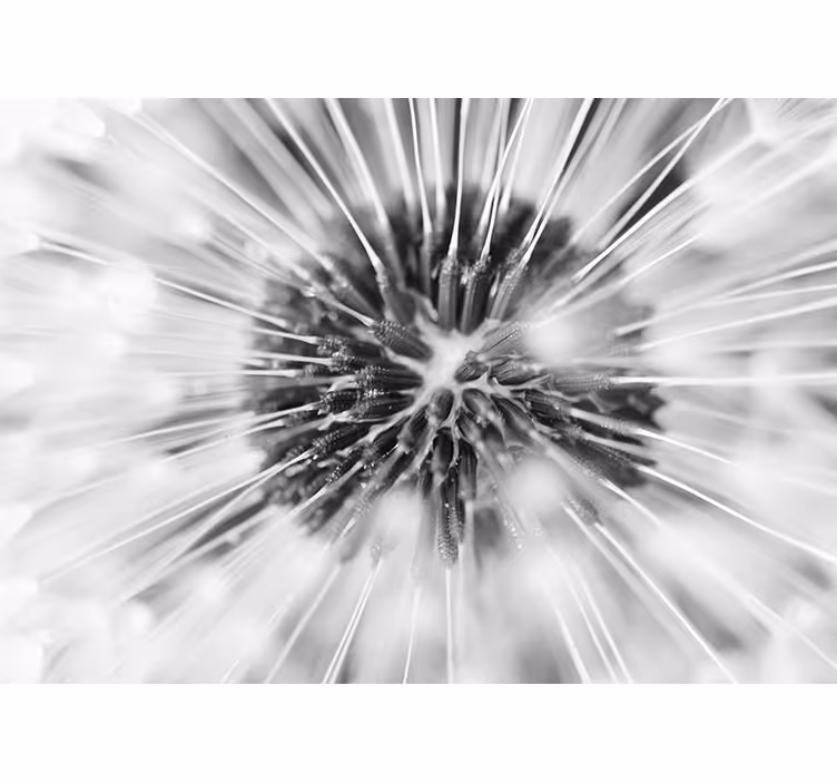 Elegant black and white dandelion wall mural - TenStickers