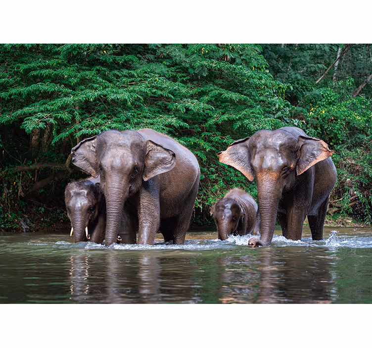 Jungle with elephants  wall mural - TenStickers
