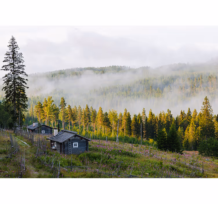 Mist Covered Forest landscape mural wallpaper - TenStickers