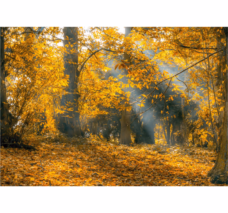 Nature wall mural golden autumn trees - TenStickers