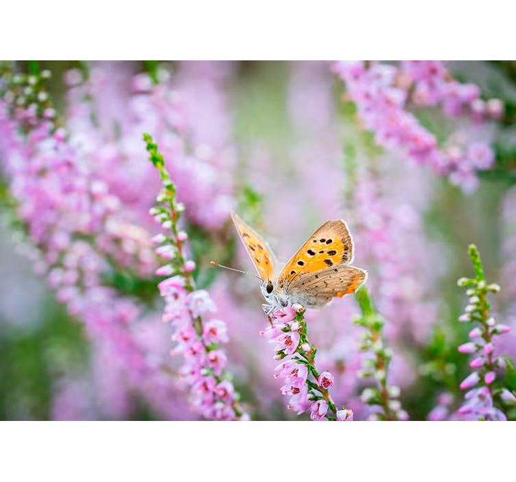 Butterfly on Blossom flower mural - TenStickers