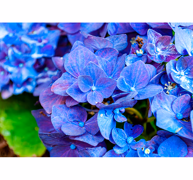 Hydrangea flowers wall mural - TenStickers
