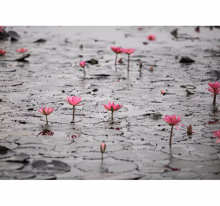 Flower mural pink lotus blooms - TenStickers