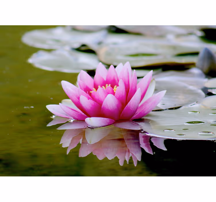 Pink zen loto flower wall mural - TenStickers