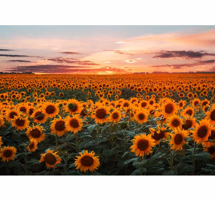 Sunflower orange sunset wall mural - TenStickers