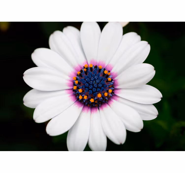 Flower mural white flower blossom - TenStickers