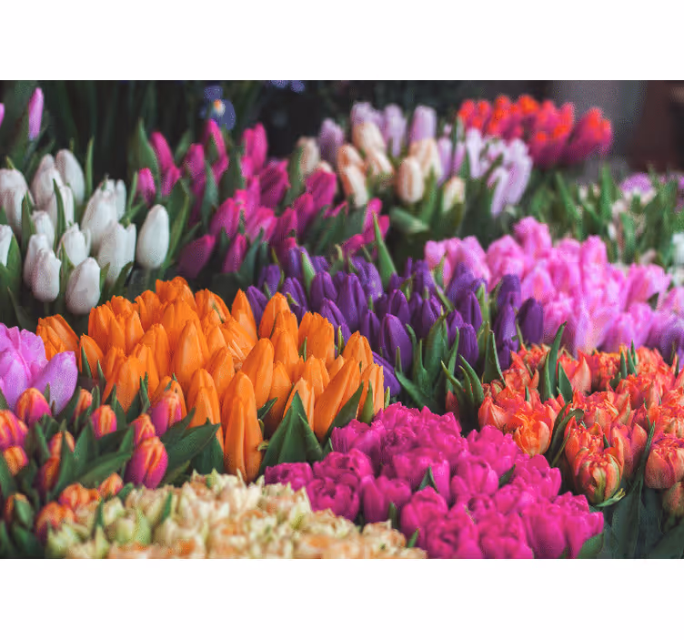 Flower mural tulip garden showcase - TenStickers