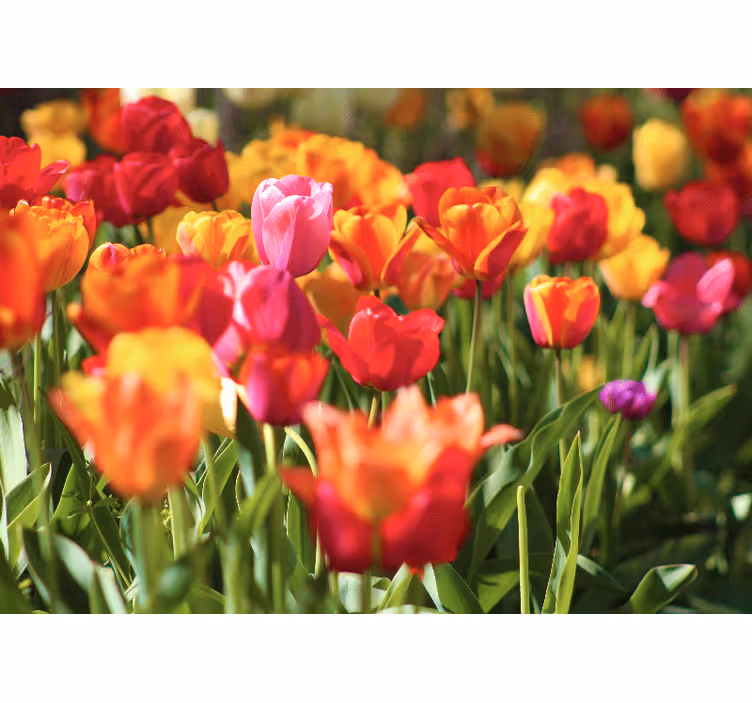 Flower mural vibrant tulip field - TenStickers