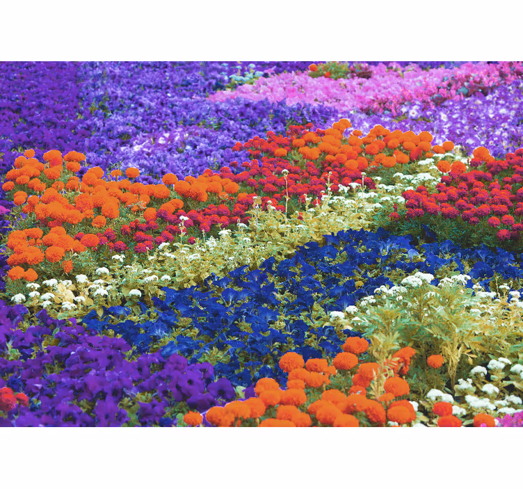 Colorful field wall mural - TenStickers