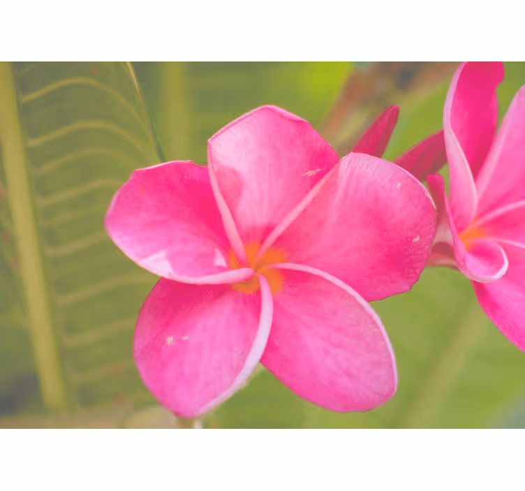 Flower mural in soft pink floral accent - TenStickers