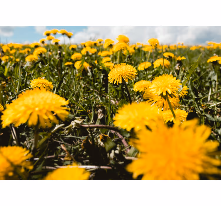 Dandelion mural dandelion field perspective - TenStickers