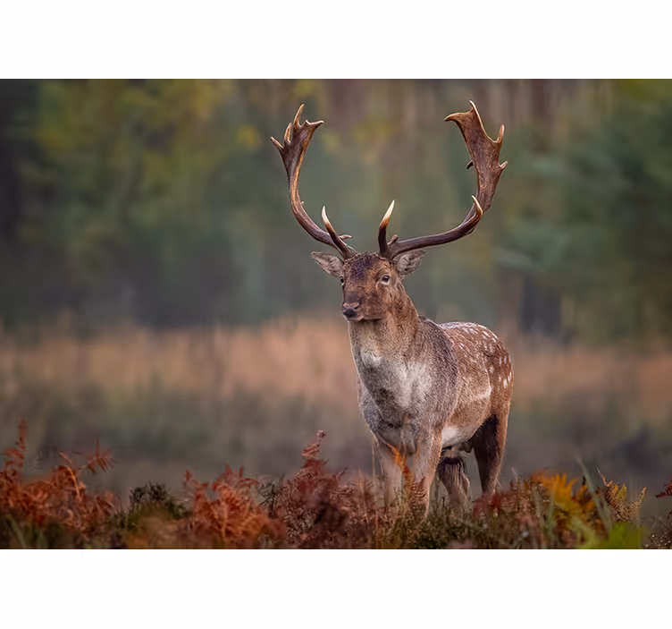 Animal wall mural majestic stag presence - TenStickers