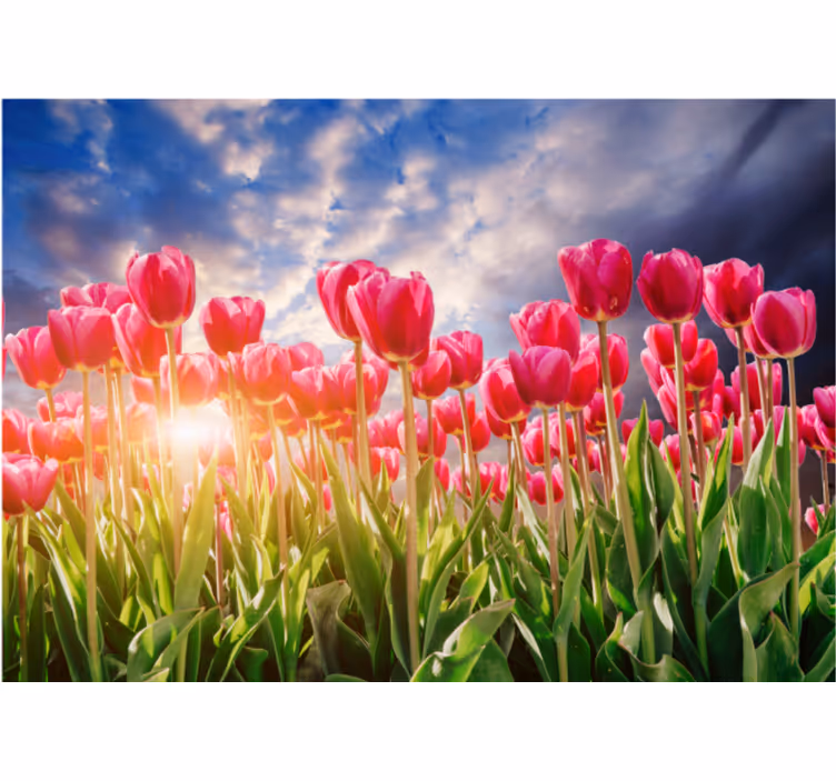 Flower mural radiant tulip field - TenStickers