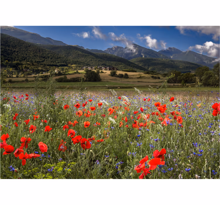 Flower mural poppy meadow scene - TenStickers