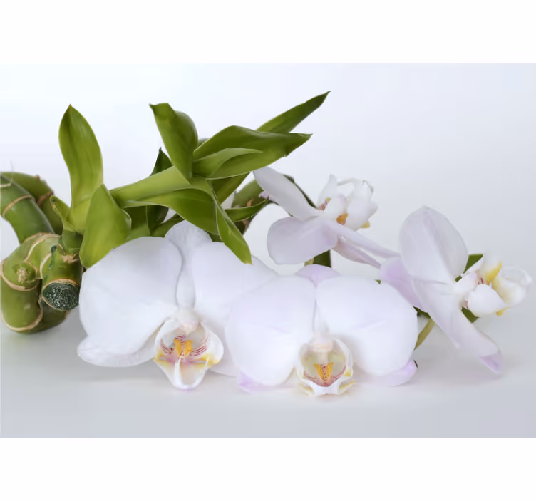 Orchid mural elegant orchid display - TenStickers