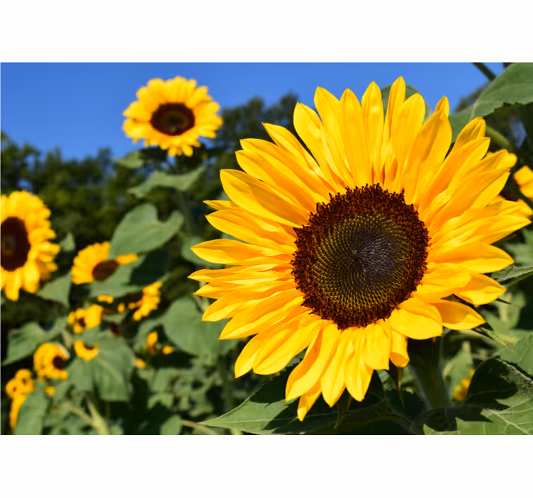 Beautiful sun flower close up wall mural - TenStickers