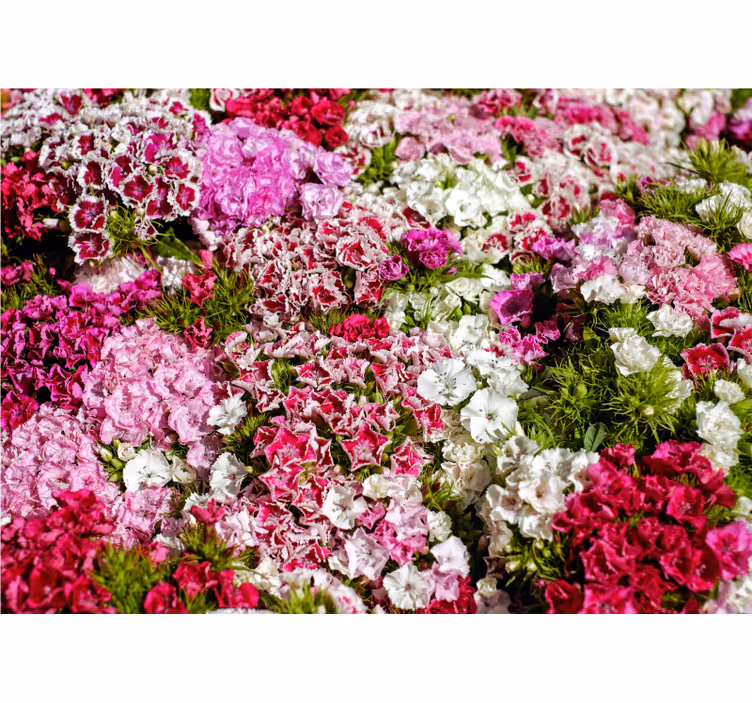 Different colored cloves wall mural - TenStickers