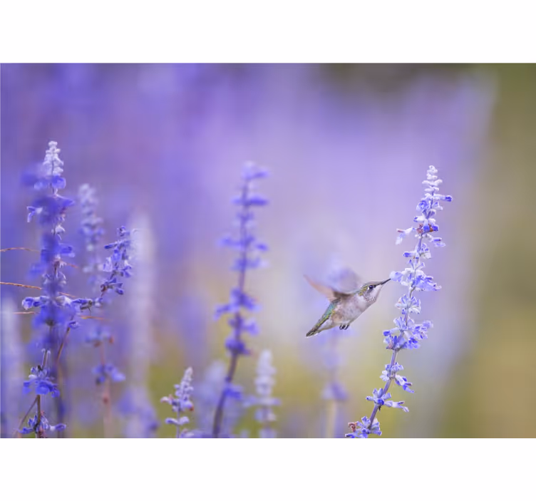 Flower mural hummingbird and flowers design - TenStickers