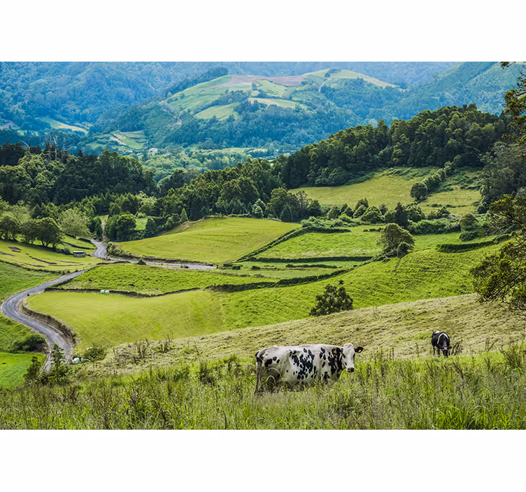 Landscape mural wallpaper rolling green fields - TenStickers