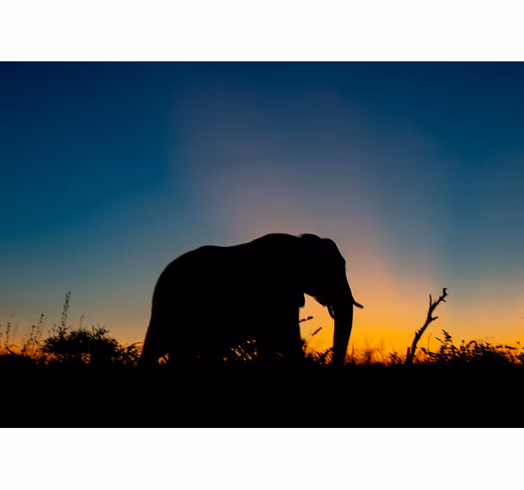 Animal wall mural elephant silhouette at sunset - TenStickers