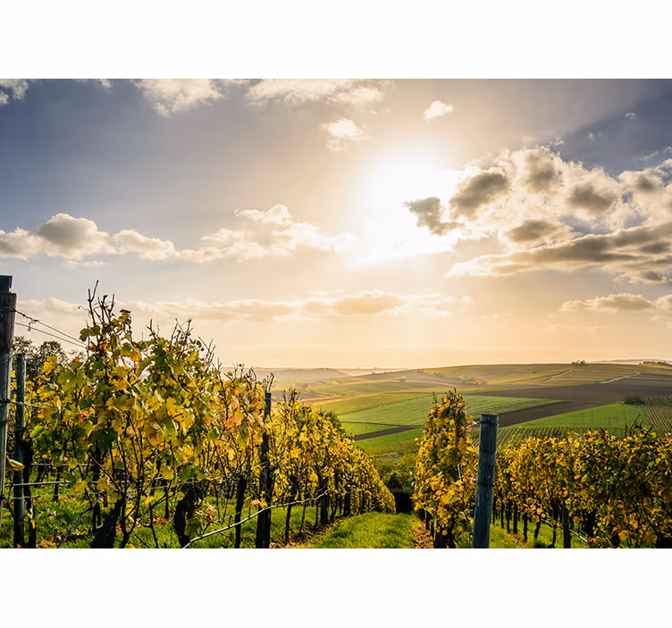 Landscape mural wallpaper vineyard sunset view - TenStickers