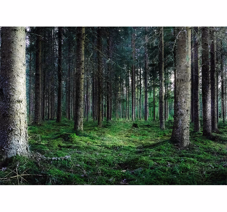Nature wall mural lush forest path - TenStickers