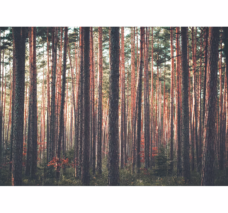 Forest wall mural tranquil pine woods - TenStickers