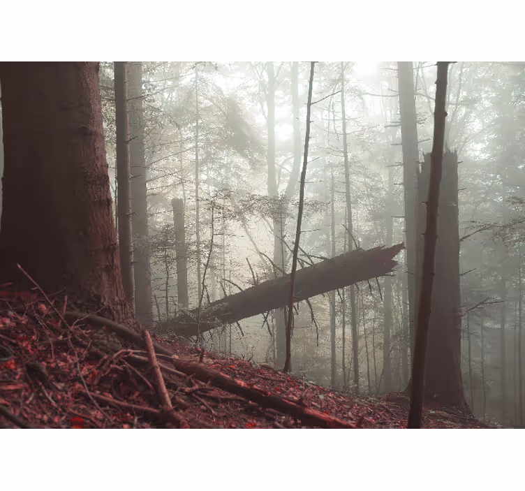 Forest wall mural misty woodland scene - TenStickers