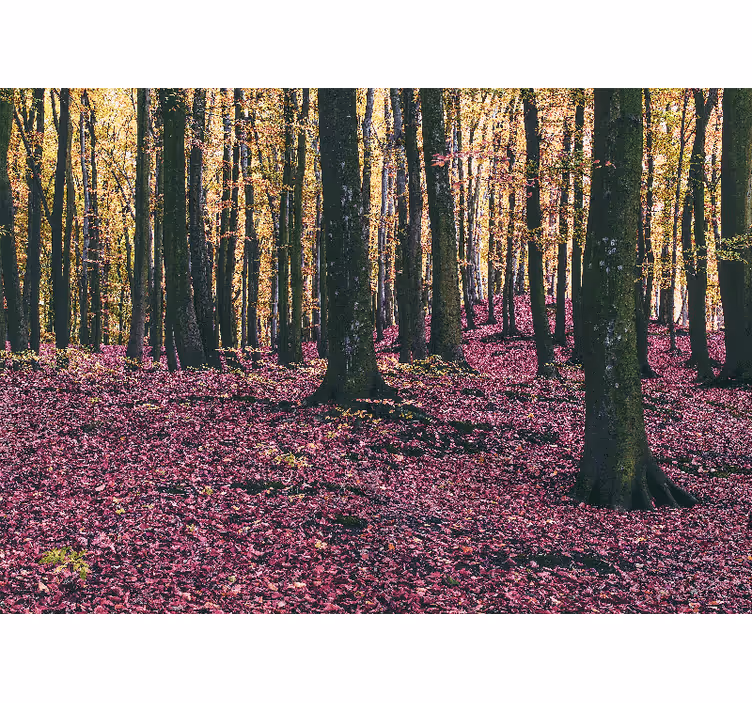 Nature wall mural serene forest scene - TenStickers