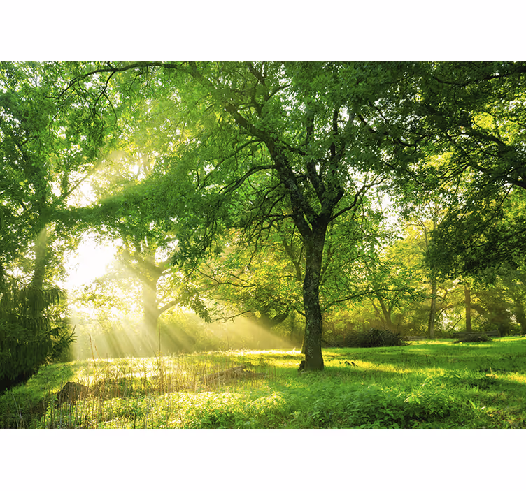 Nature wall mural sunlit greenery scene - TenStickers