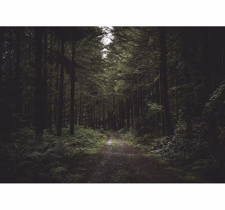 Street through a dark forest Wall Mural - TenStickers
