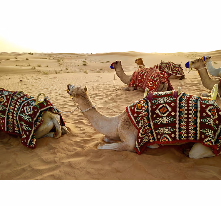 Desert mural with camels in the desert - TenStickers