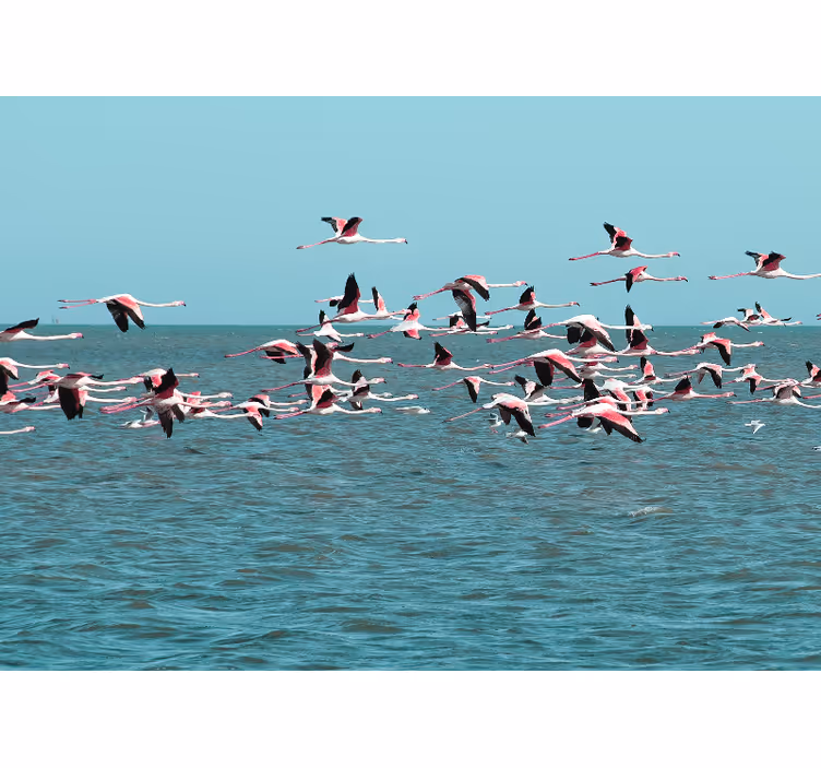 Animal wall mural flamingos over water - TenStickers