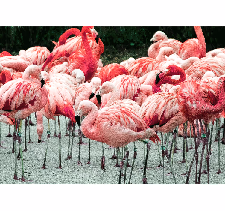 Animal wall mural flamingo flock - TenStickers