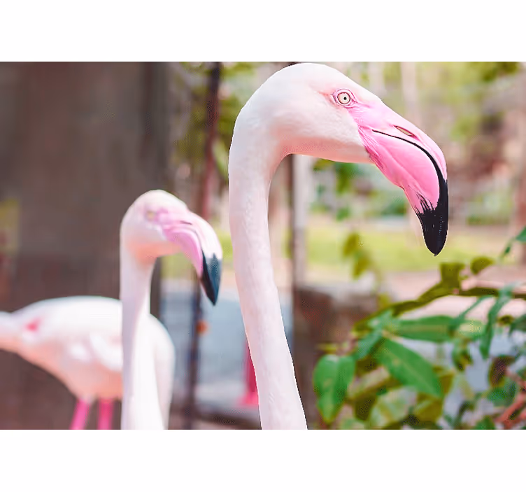Wall mural elegant flamingo pair - TenStickers