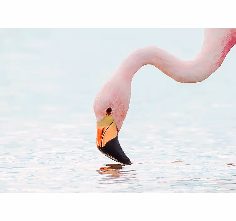Pink flamingo head  design Hallway Mural - TenStickers