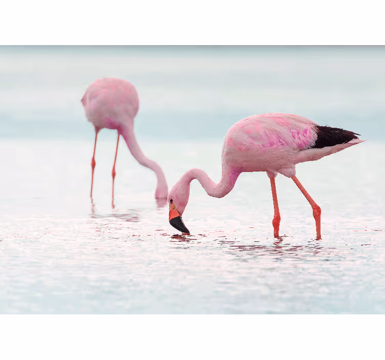 Beautiful pink flamingo in water  Hallway Mural - TenStickers