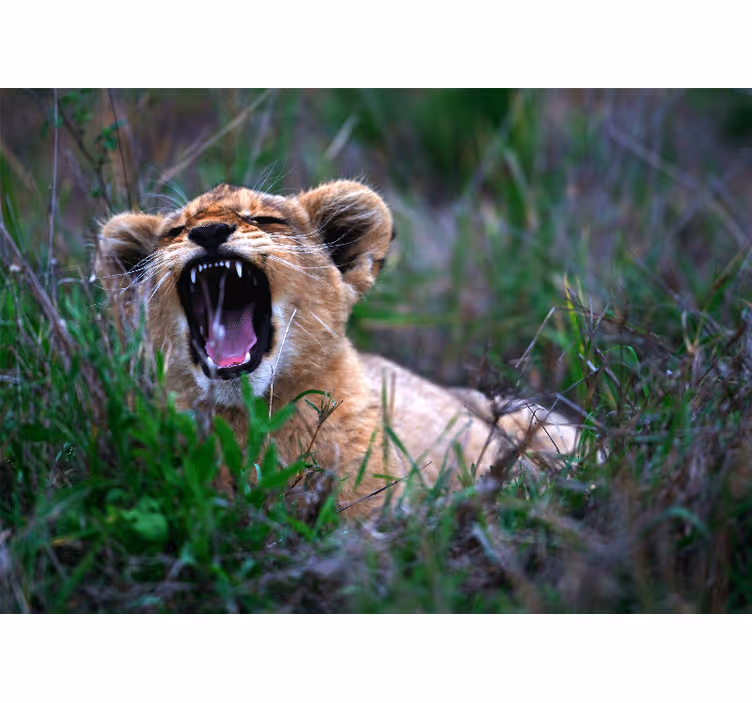 Lion mural roaring lion cub artwork - TenStickers