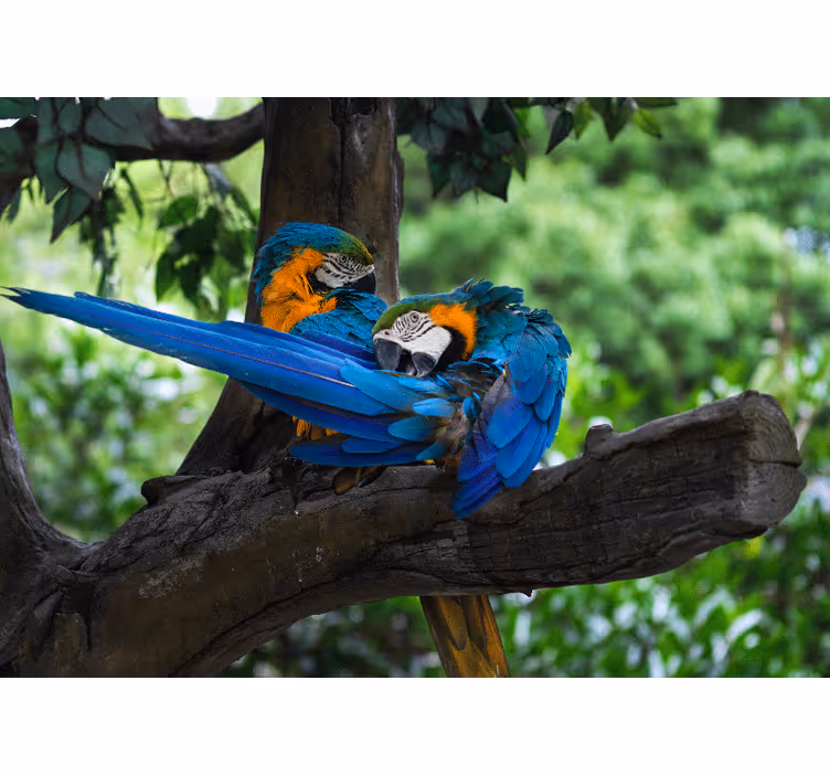 Animal wall mural colorful macaw pair - TenStickers
