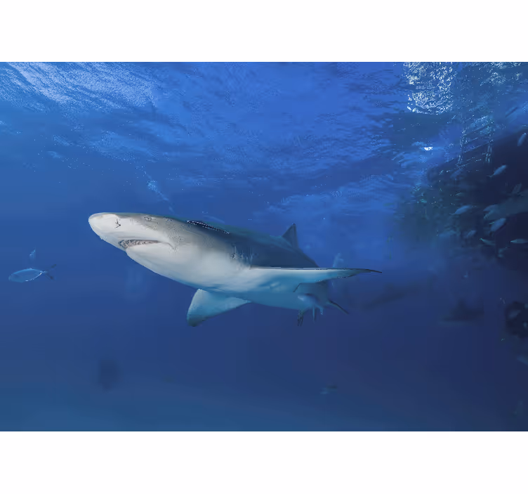 Shark swimming in the ocean wall mural - TenStickers