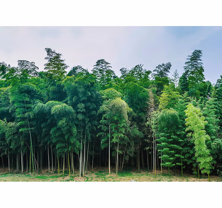 Nature wall mural bamboo forest landscape - TenStickers