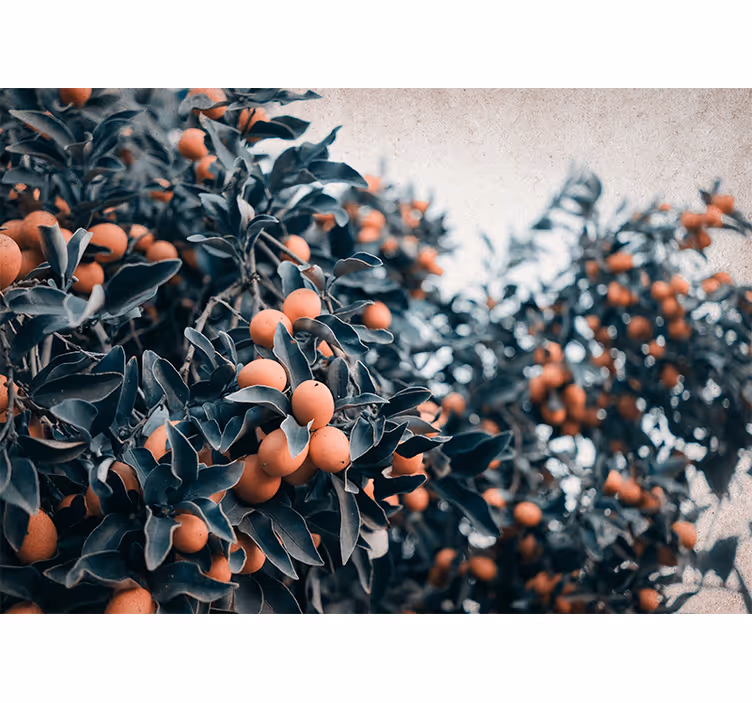 Flower mural citrus fruit branch - TenStickers