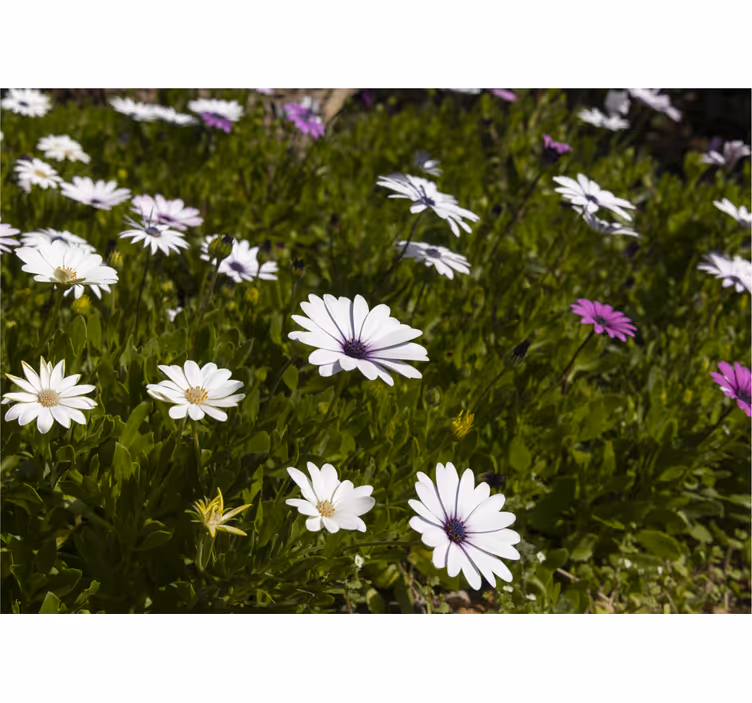 Flower mural daisies and greens - TenStickers