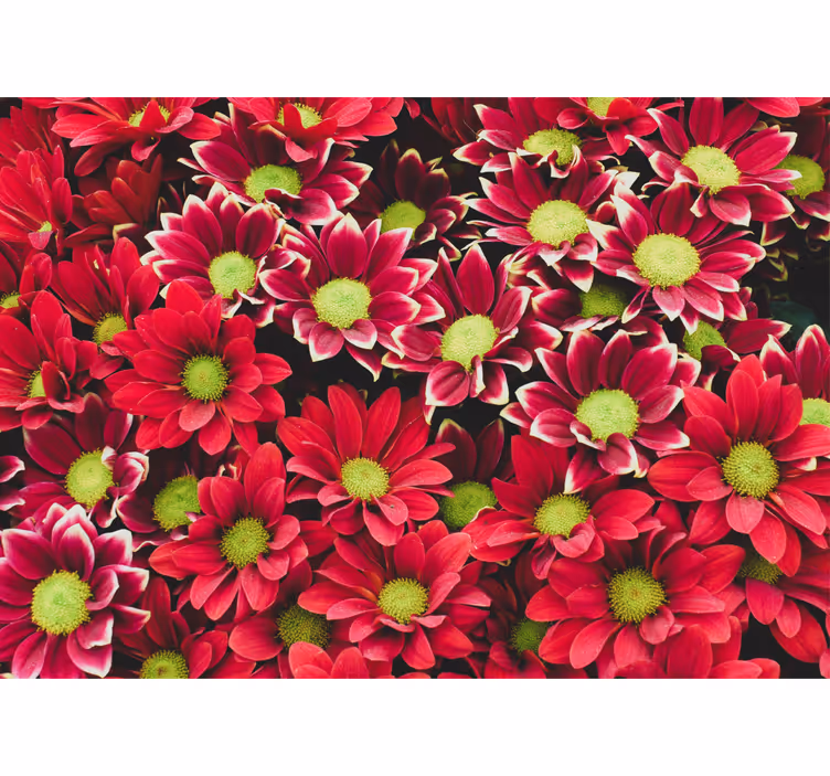 Flower mural crimson blossom design - TenStickers
