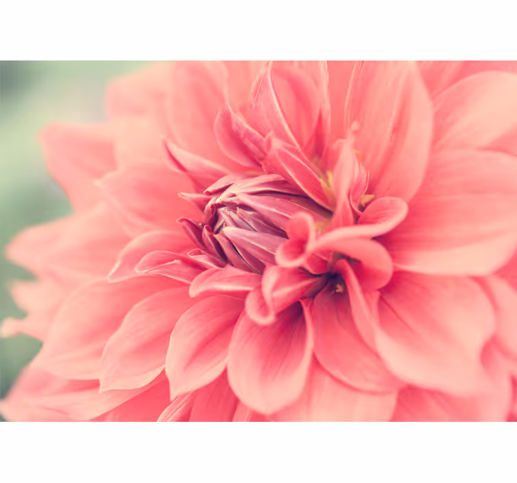 Flower mural vibrant pink blossom - TenStickers