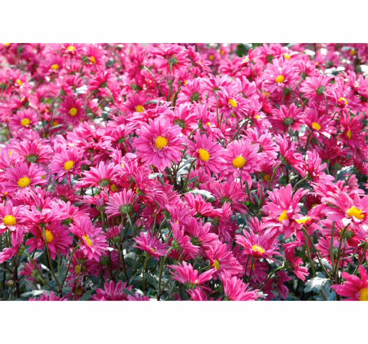 Flower mural pink floral burst - TenStickers